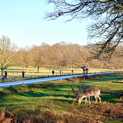 Big Ben to Richmond Park loop