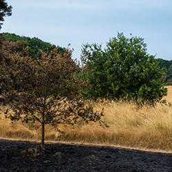 Olympic Park to Wanstead Flats