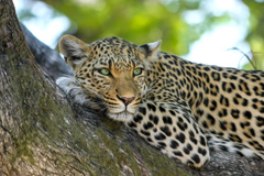 A leopard can't change its spots, a photo of a leopard in a tree