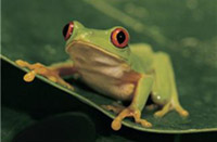 frog in my throat