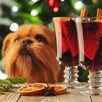 Hair of the dog