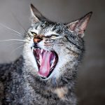 Fight tooth and nail